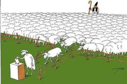 sheep-voting